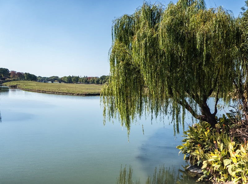 朱家角自然场景。