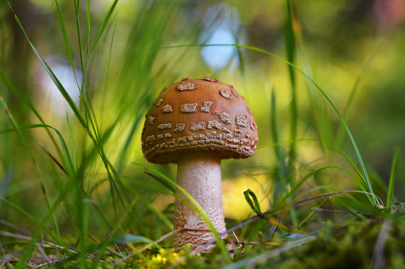 amanita rubescens蘑菇