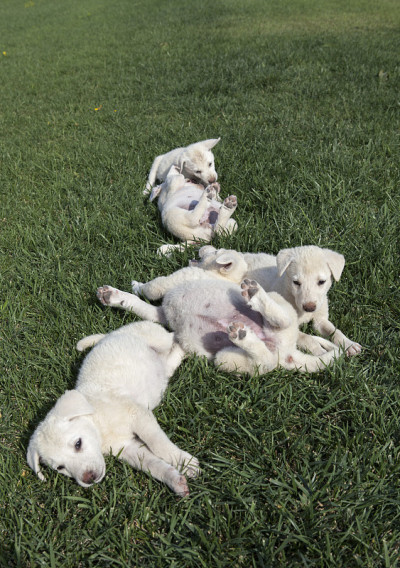 小阿克巴什·安纳托利亚牧羊犬在玩耍