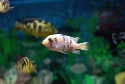 Aulonocara鱼在绿色模糊水族馆背景