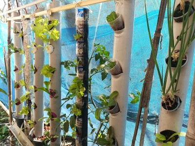 垂直aquaponics”