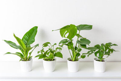 收藏各种热带室内植物陈列在白色陶瓷盆里。白色的架子上靠着白色的墙壁摆放着盆栽植物。