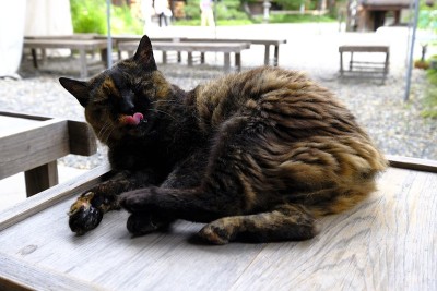 黑猫，Ukyo Ward，日本京都