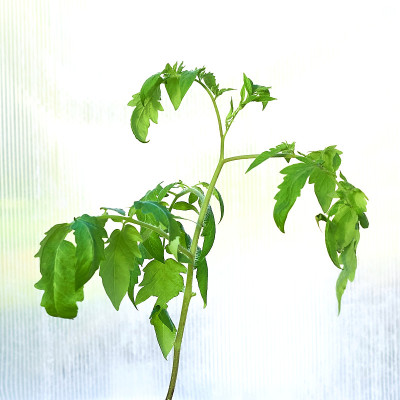 番茄幼苗准备在地上种植。温室里的番茄幼苗。关爱植物，种植有机产品的理念。