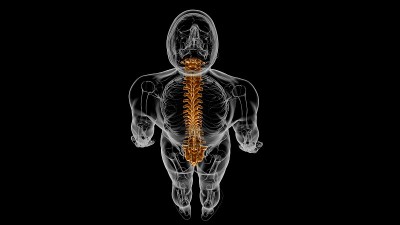 人类骨骼脊柱椎骨解剖3D