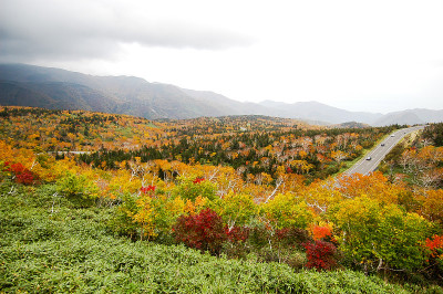 日本北海道东部知床关秋叶