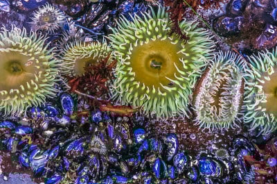 Anthopleura优雅的pacific anenome