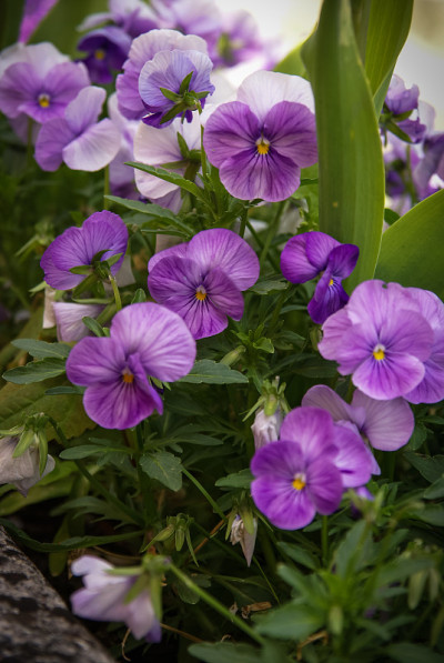 花,Chauvigny,法国