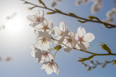 樱花