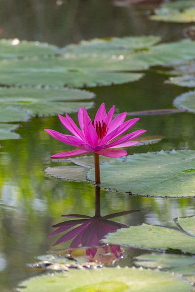 荷花(Lotus or Nelumbo)的颜色有紫色、紫罗兰色和粉红色，是花园中自然美丽的花朵