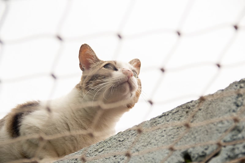 一只虎斑猫在墙上。