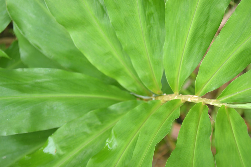 3 . Zingiber Spectabile Griff在热带雨林花园叶子的特写照片