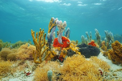 五颜六色的海绵在水下