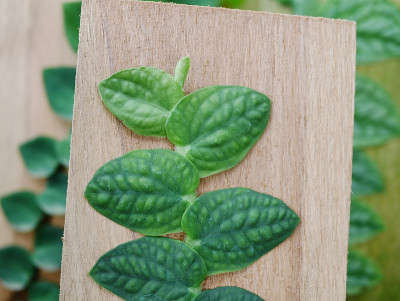 墨西哥雏菊在花园里粘墙
