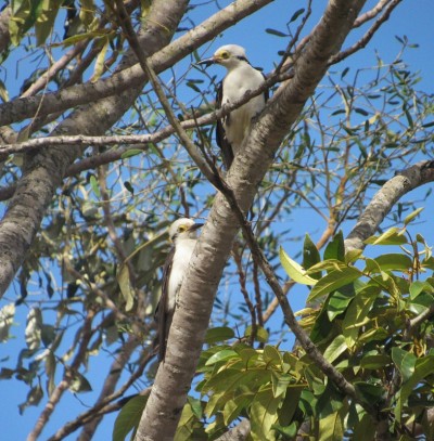 几只白色啄木鸟(Melanerpes candius)