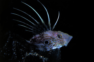 海鲂
