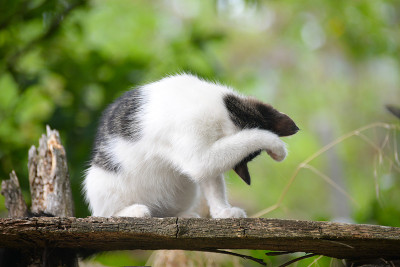 小猫舔着自己洗澡