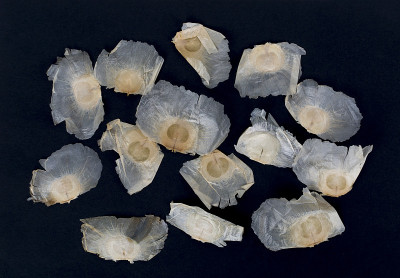 在黑色背景上的Oroxylum indicum种子。