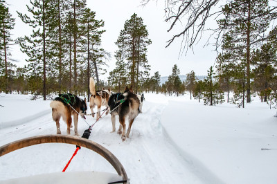哈士奇和雪橇犬在结冰的湖面上玩雪橇。