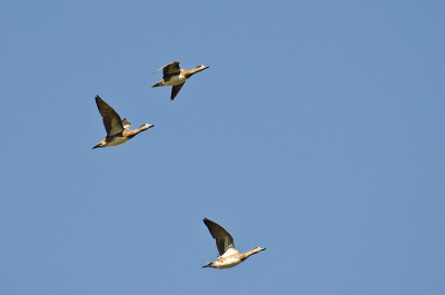 在蓝天上飞翔的美国Wigeons