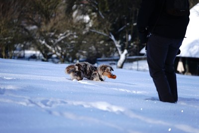 狗狗小狗冬天的雪