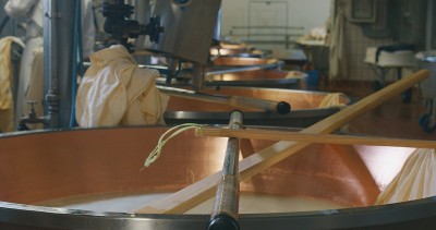奶酪制作师使用新鲜的生物牛奶制作帕尔玛干酪。