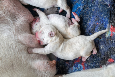 拉布拉多幼犬