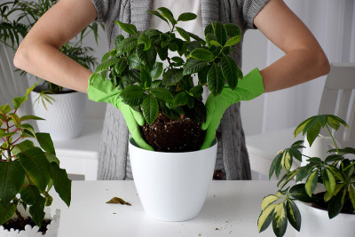 房子种植植物