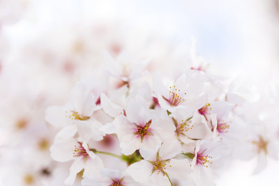 樱花