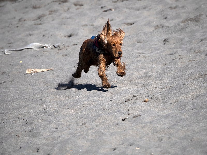 快乐的可卡犬在海滩上玩耍