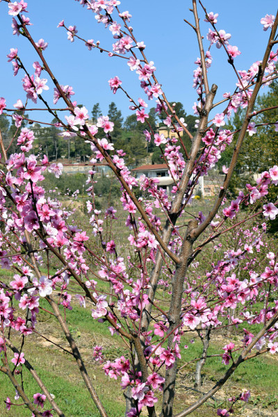果树花店