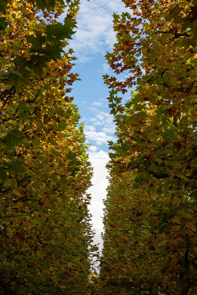 Lush autumn foliage of Platanus trees