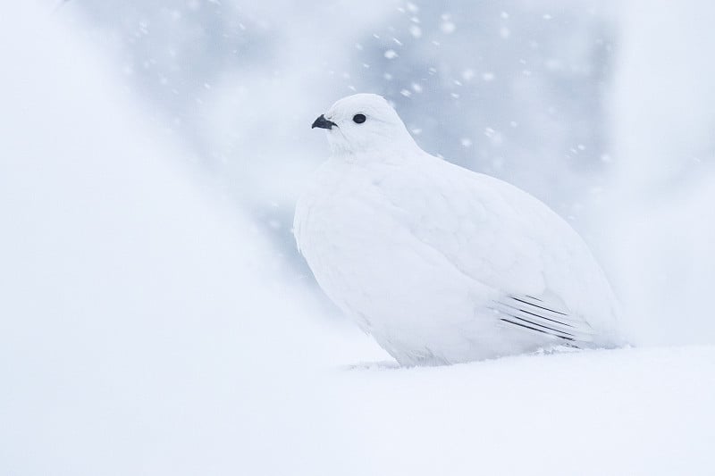 白柳雷鸟，在冬天的羽毛在一场大雪