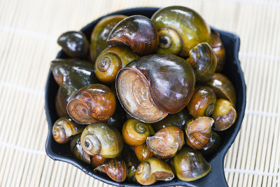 苹果蜗牛淡水蜗牛河从自然野地为食煮泰国当地食物，比拉壶腹贝类。
