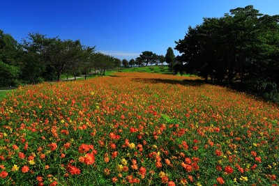 蓝天和花海