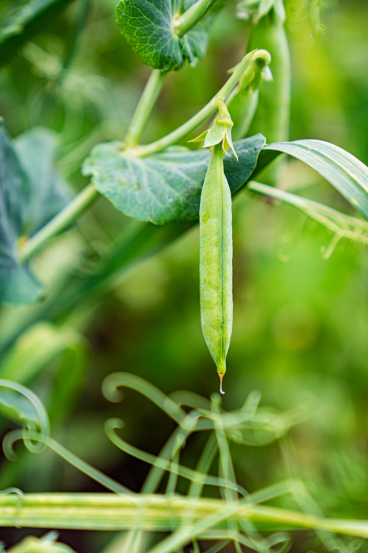 菜园里灌木上的一粒绿豌豆。农场。日益增长的豆类。