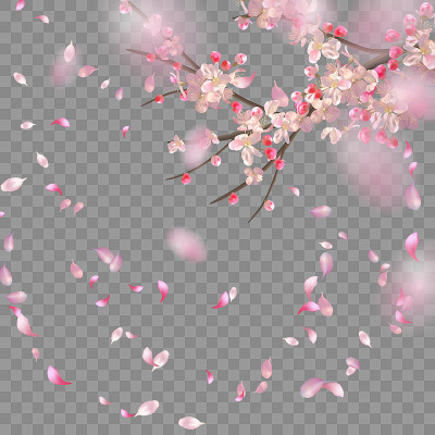 春天的樱花