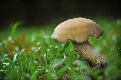 食物Coprinus comatus的肖像