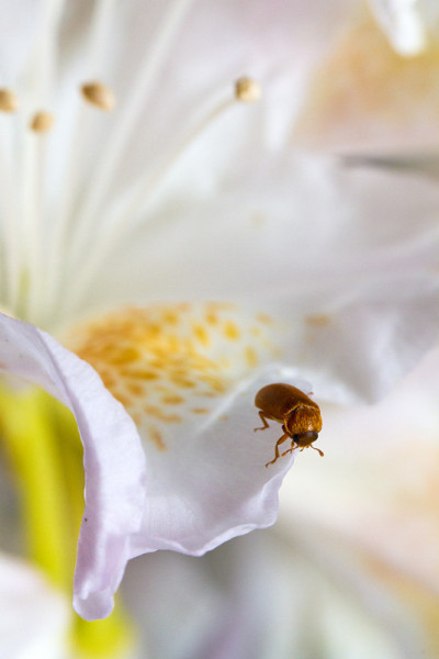 花甲虫