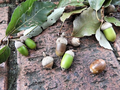 acorn1