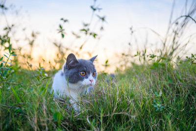 躲在灌木丛中的英国短毛猫