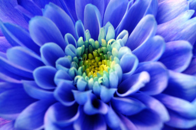 宏观的蓝色紫菀花