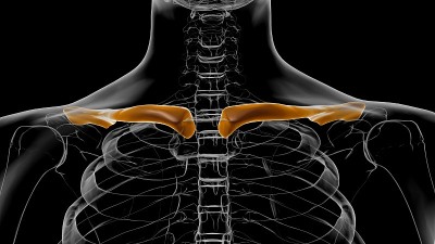 人类骨骼解剖锁骨3D渲染