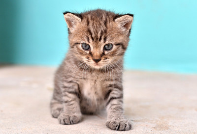 漂亮的小猫