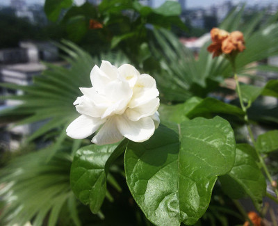 美丽的阿拉伯茉莉花(茉莉sambac)花