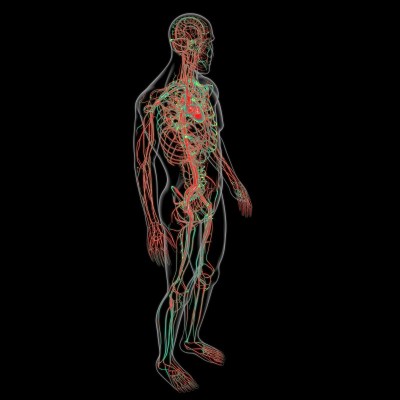人体心脏与循环系统解剖医学概念3D