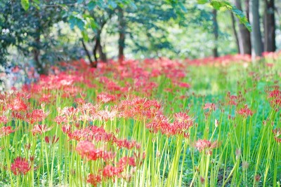 埼玉县金查田的红色簇金秋花