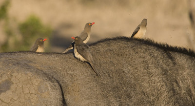 Oxpeckers