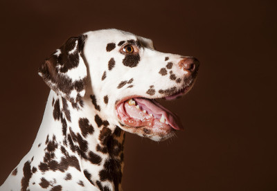 达尔马提亚犬