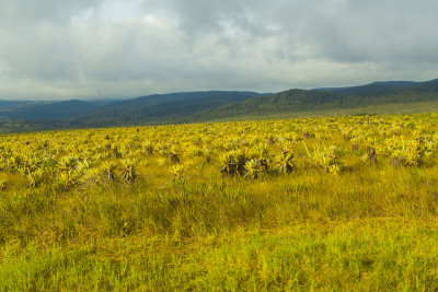 Coconucos Huila